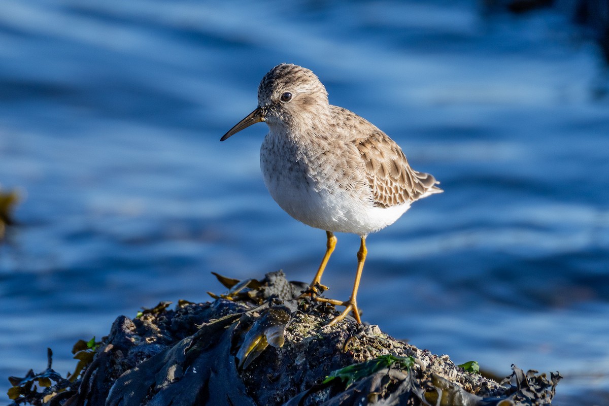 Cüce Kumkuşu - ML646814324