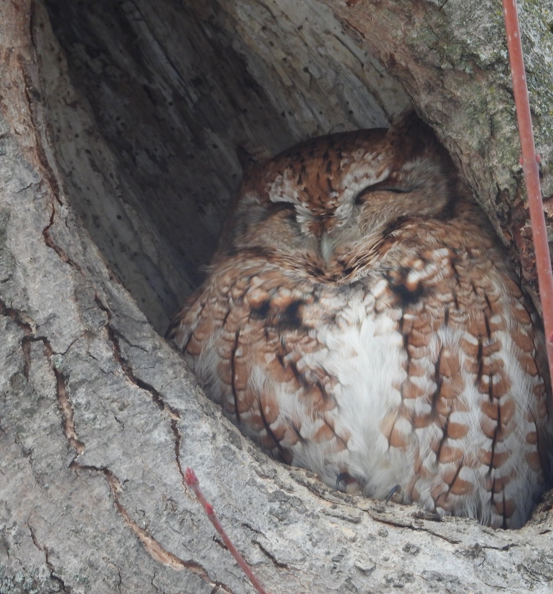 Eastern Screech-Owl - ML646814325