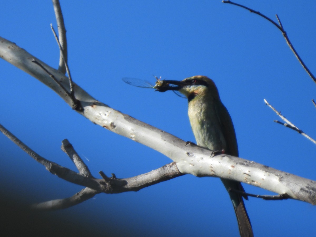 Rainbow Bee-eater - ML646814327