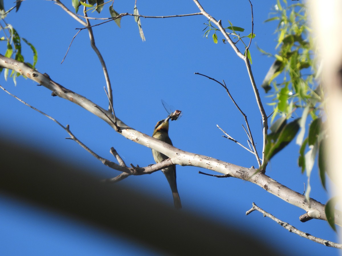 Rainbow Bee-eater - ML646814328