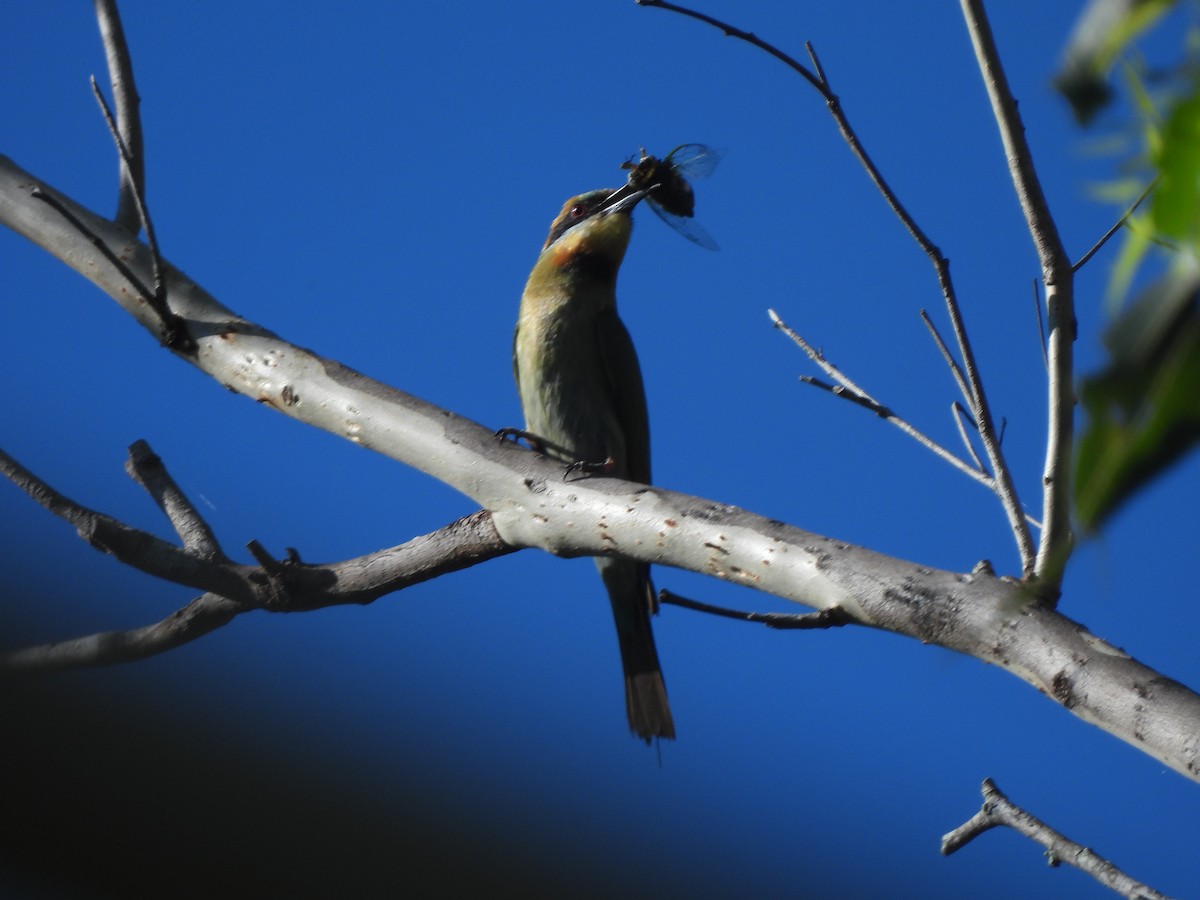 Rainbow Bee-eater - ML646814329