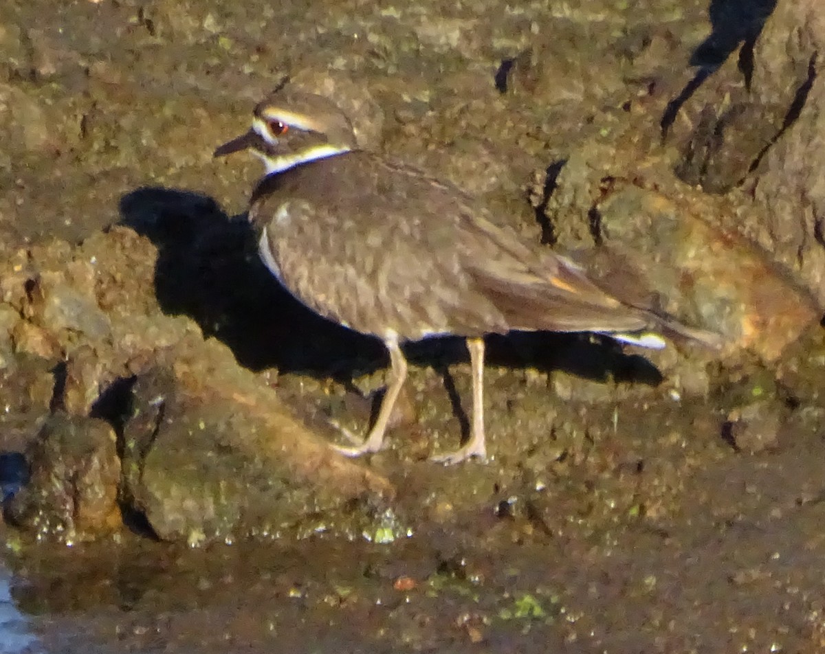 kulík rezavoocasý - ML646814330