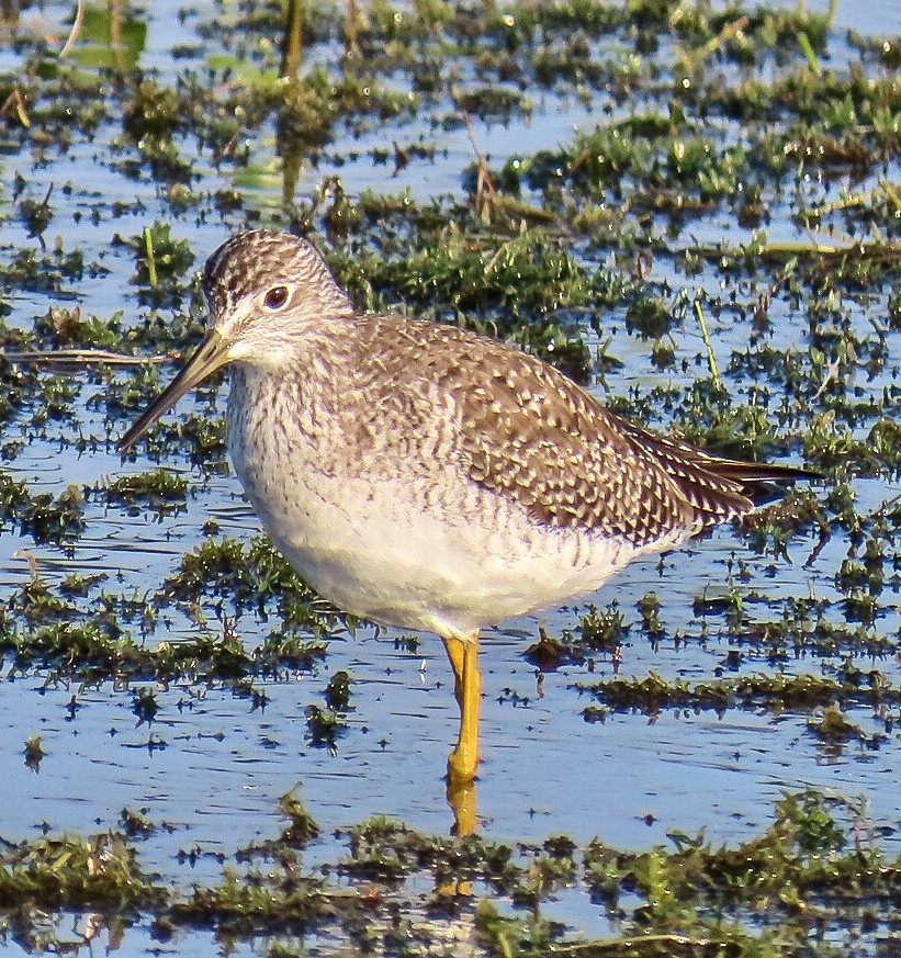Lesser Yellowlegs - ML646814333