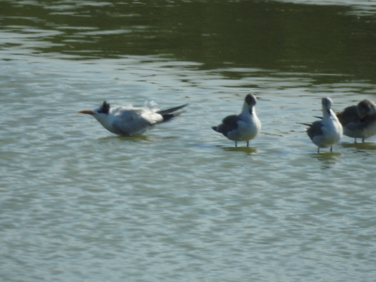 Royal Tern - ML646814334