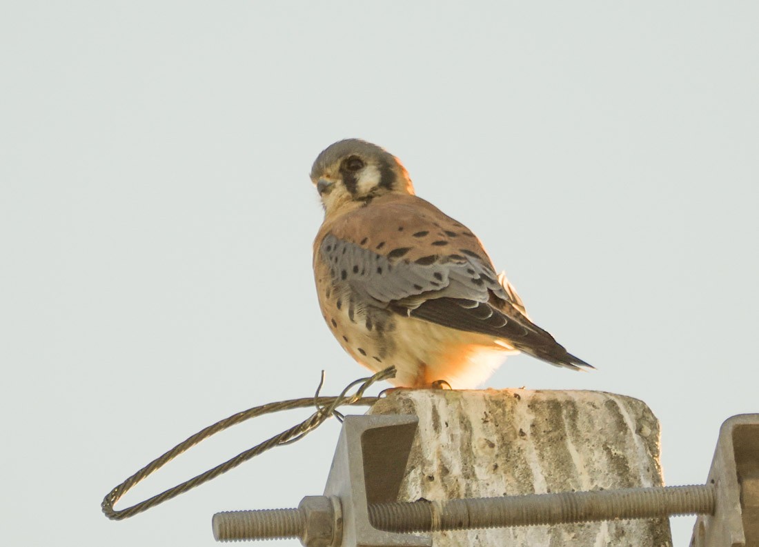 Crécerelle d'Amérique - ML646814336