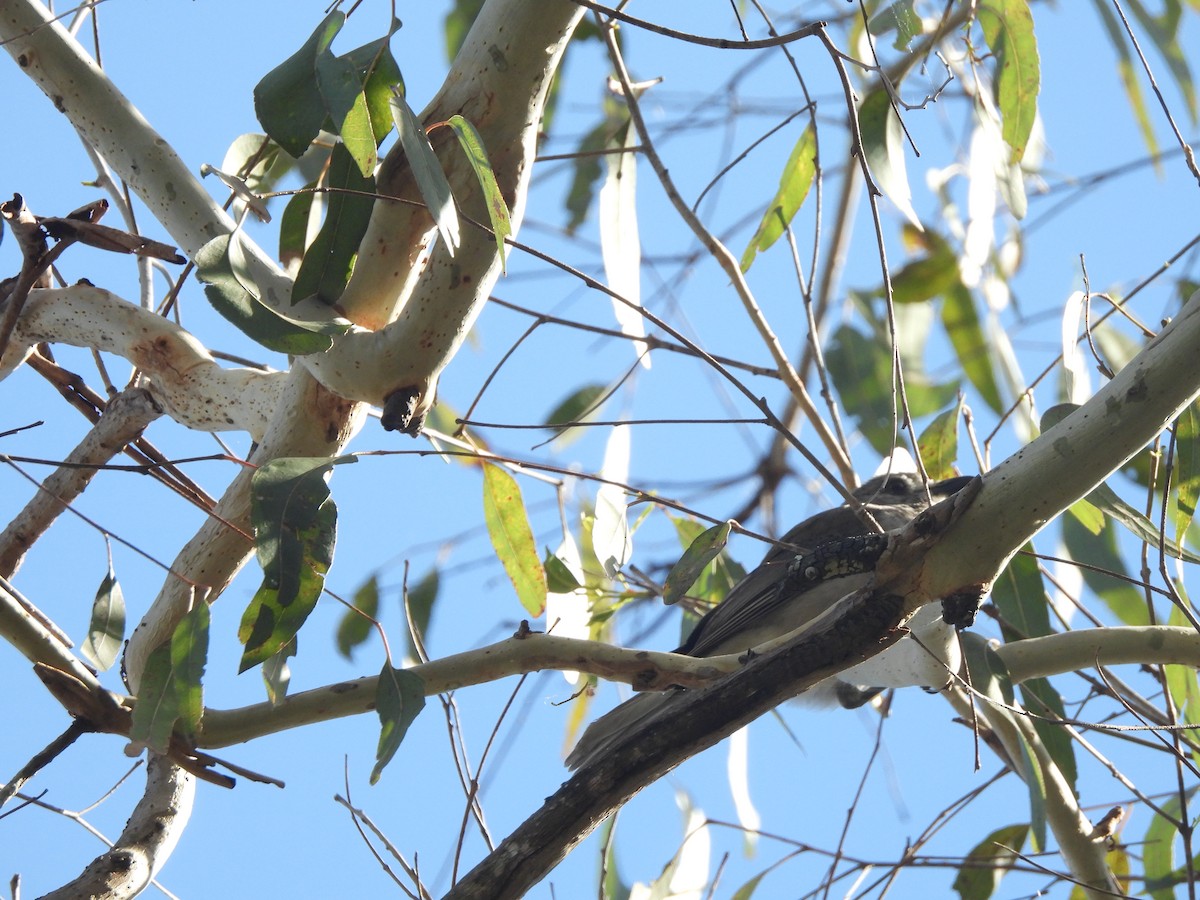 Gray Shrikethrush - ML646814338