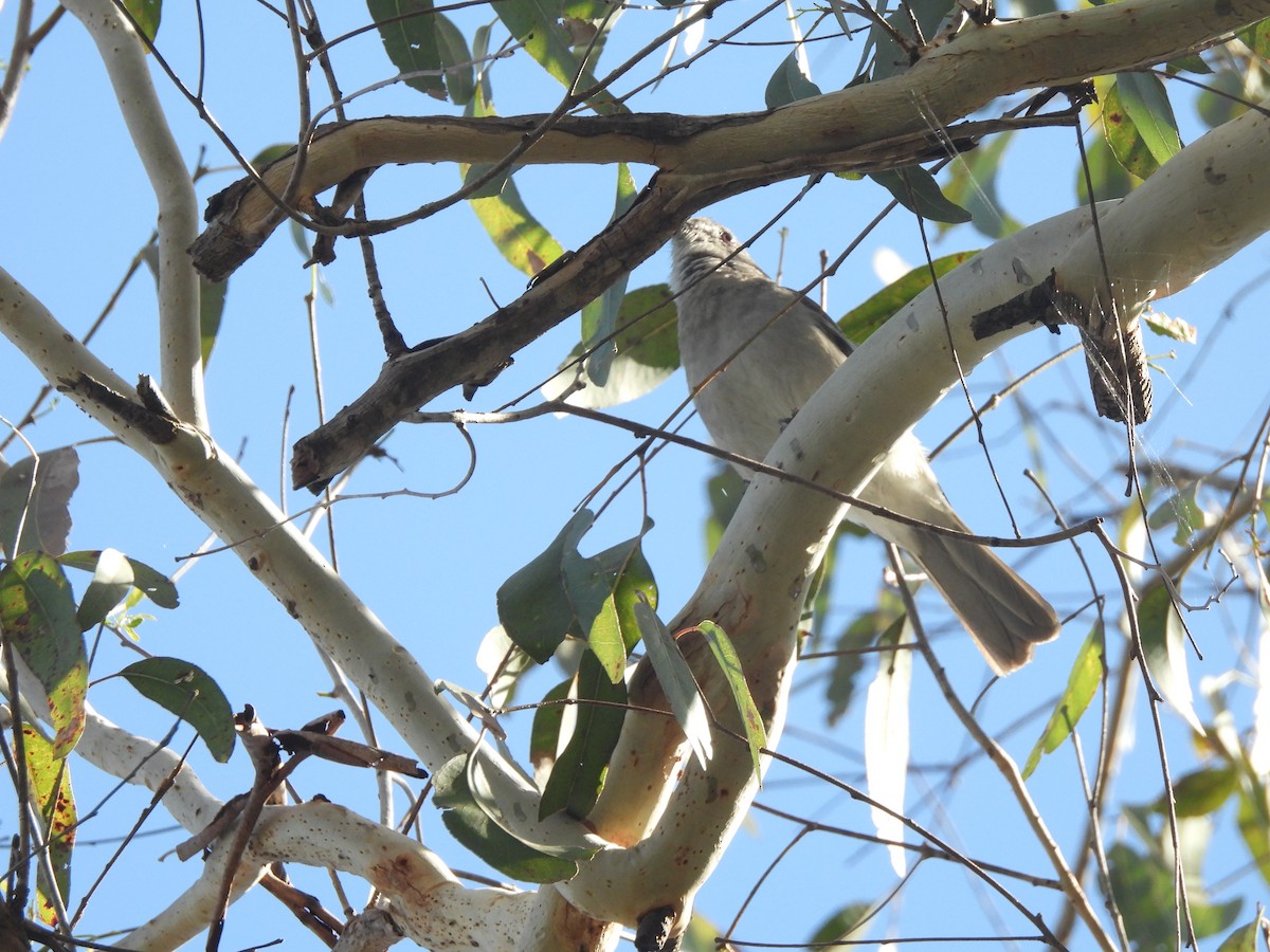 Gray Shrikethrush - ML646814339