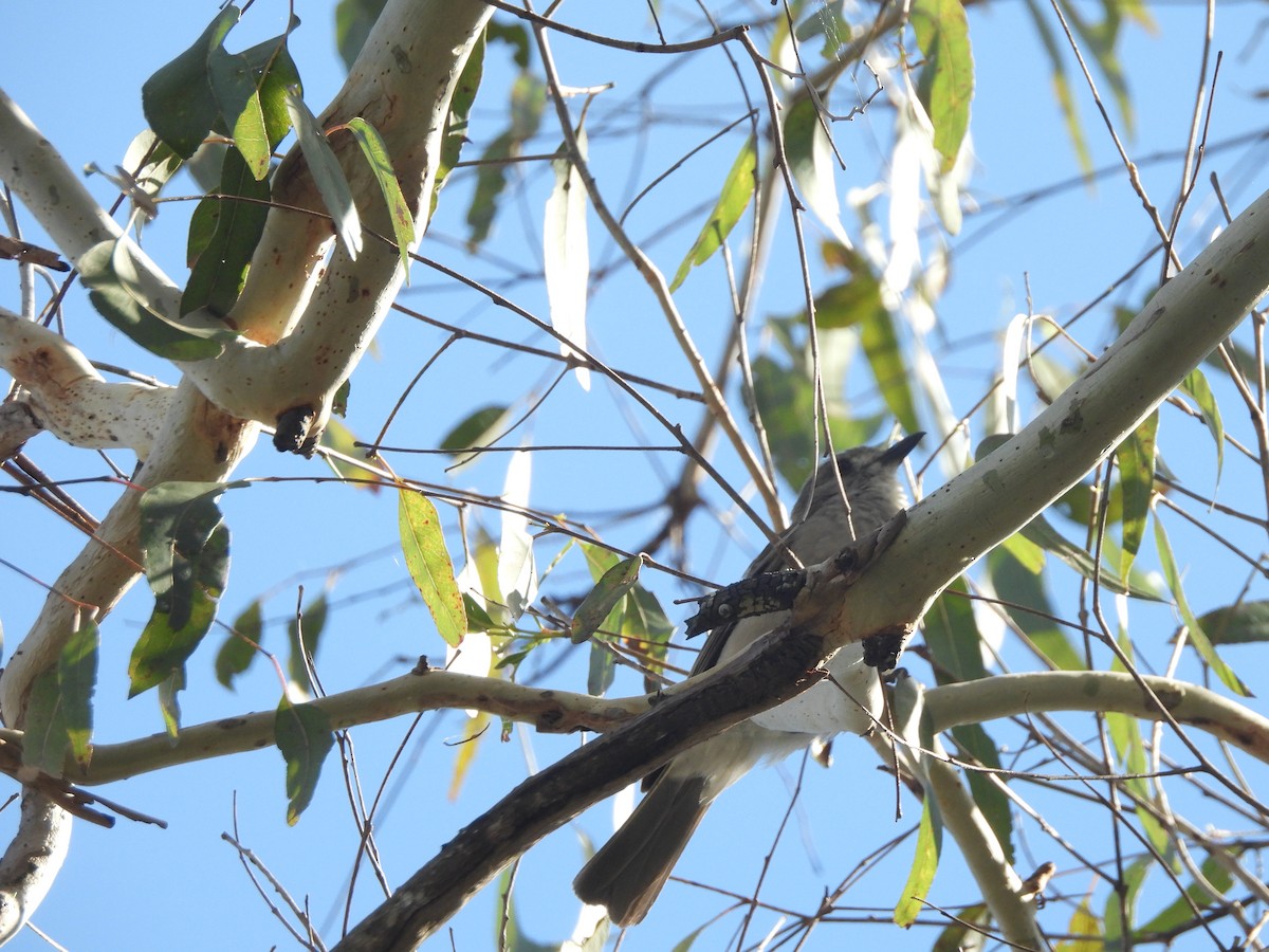Gray Shrikethrush - ML646814340