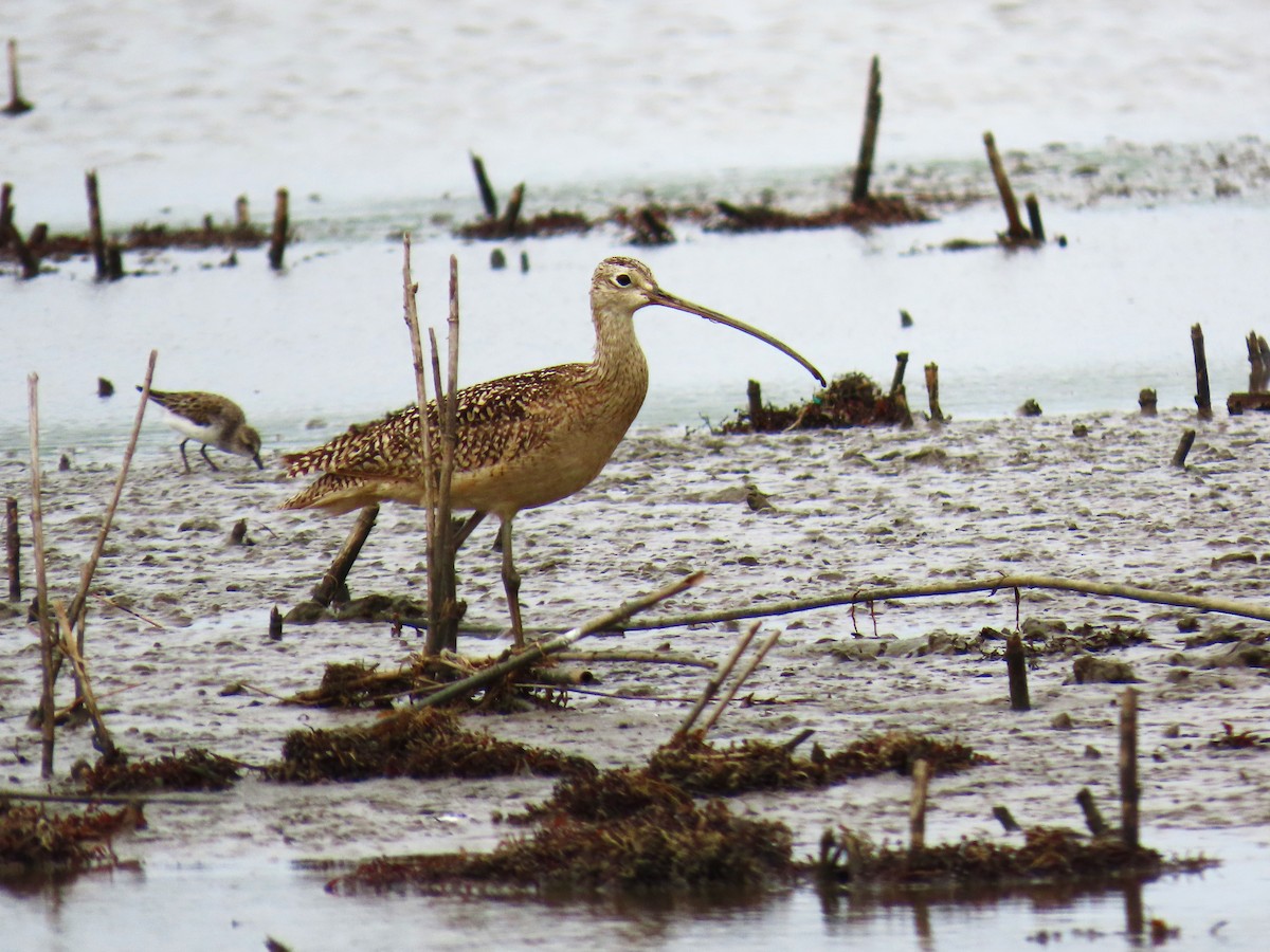 Long-billed Curlew - ML646814344