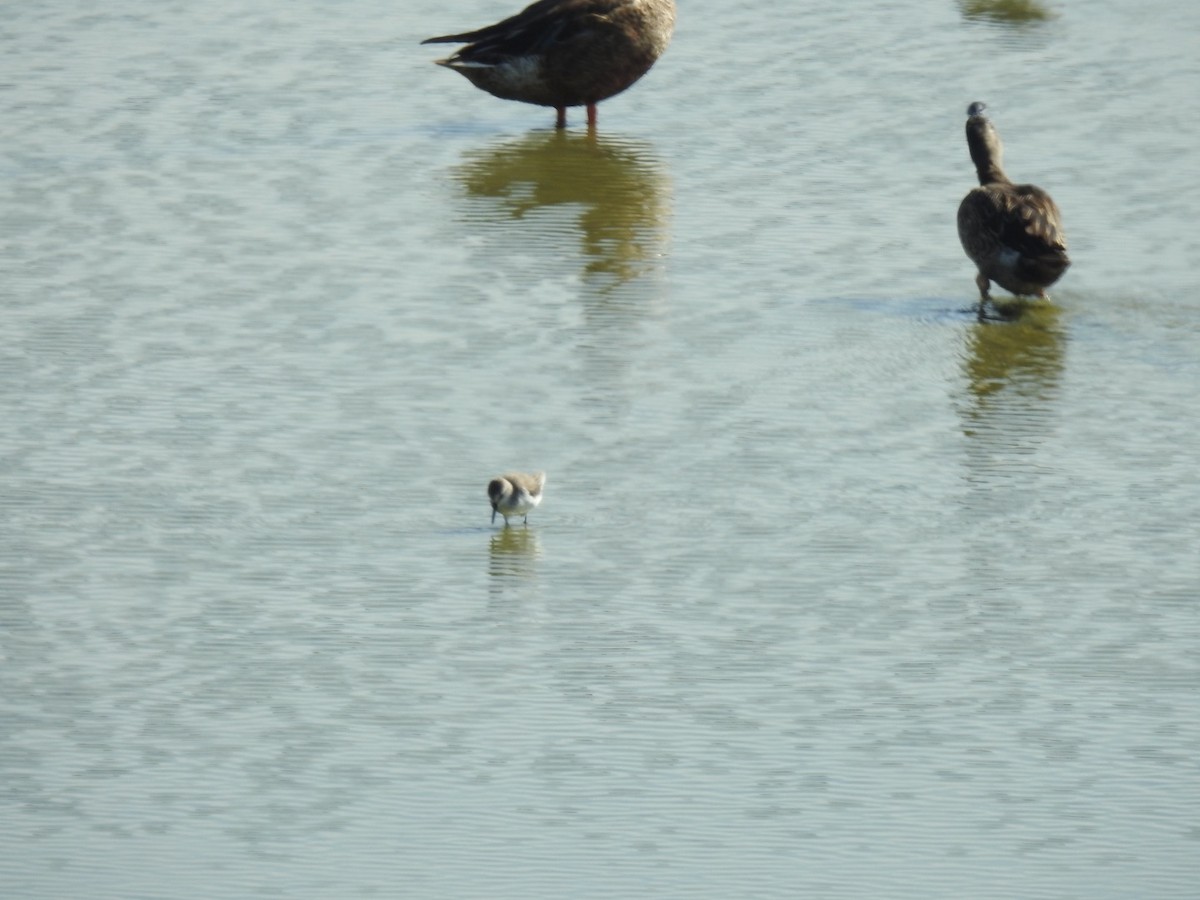 Western/Semipalmated Sandpiper - ML646814346