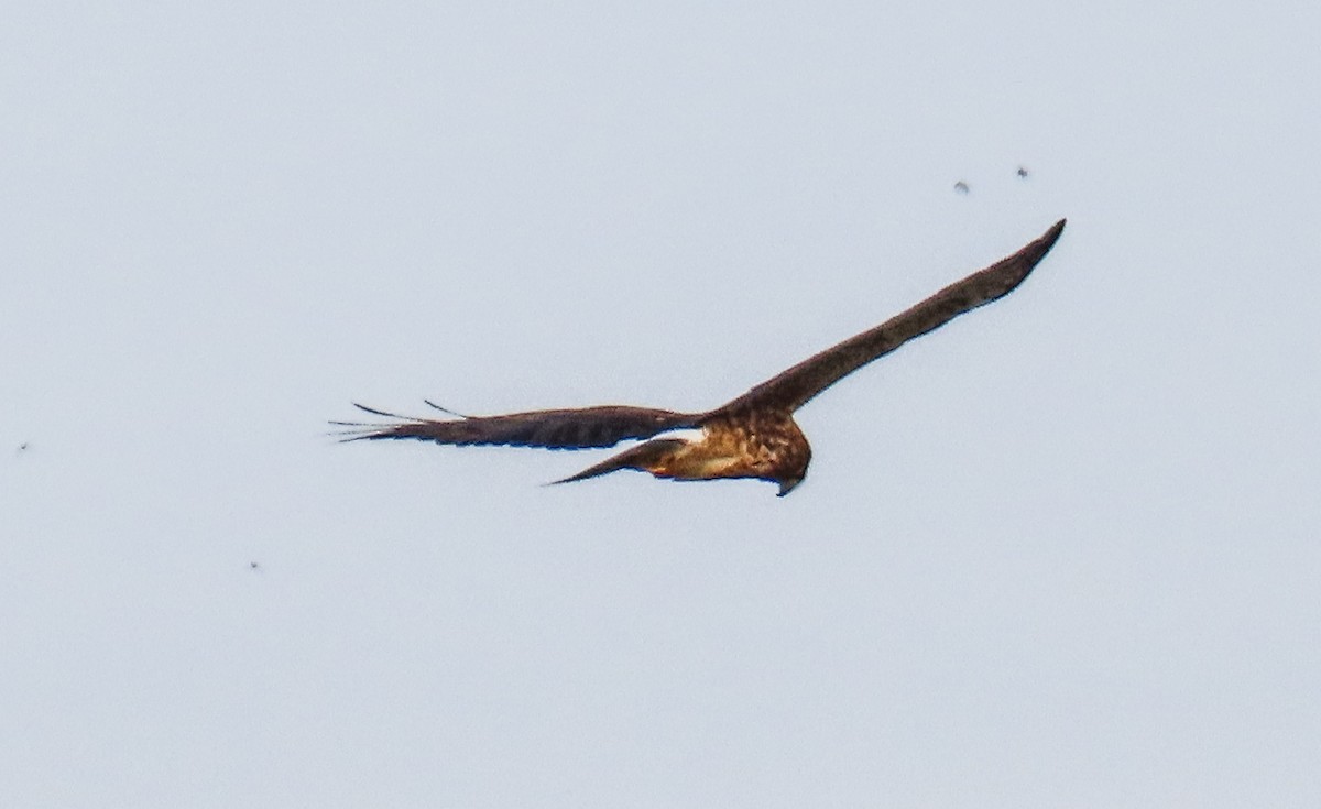 Northern Harrier - ML646814347