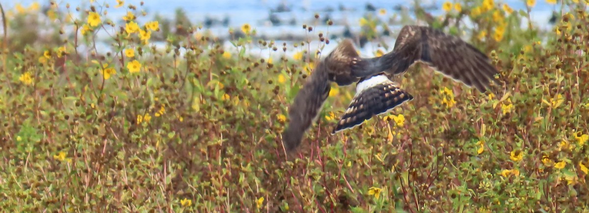 Northern Harrier - ML646814348