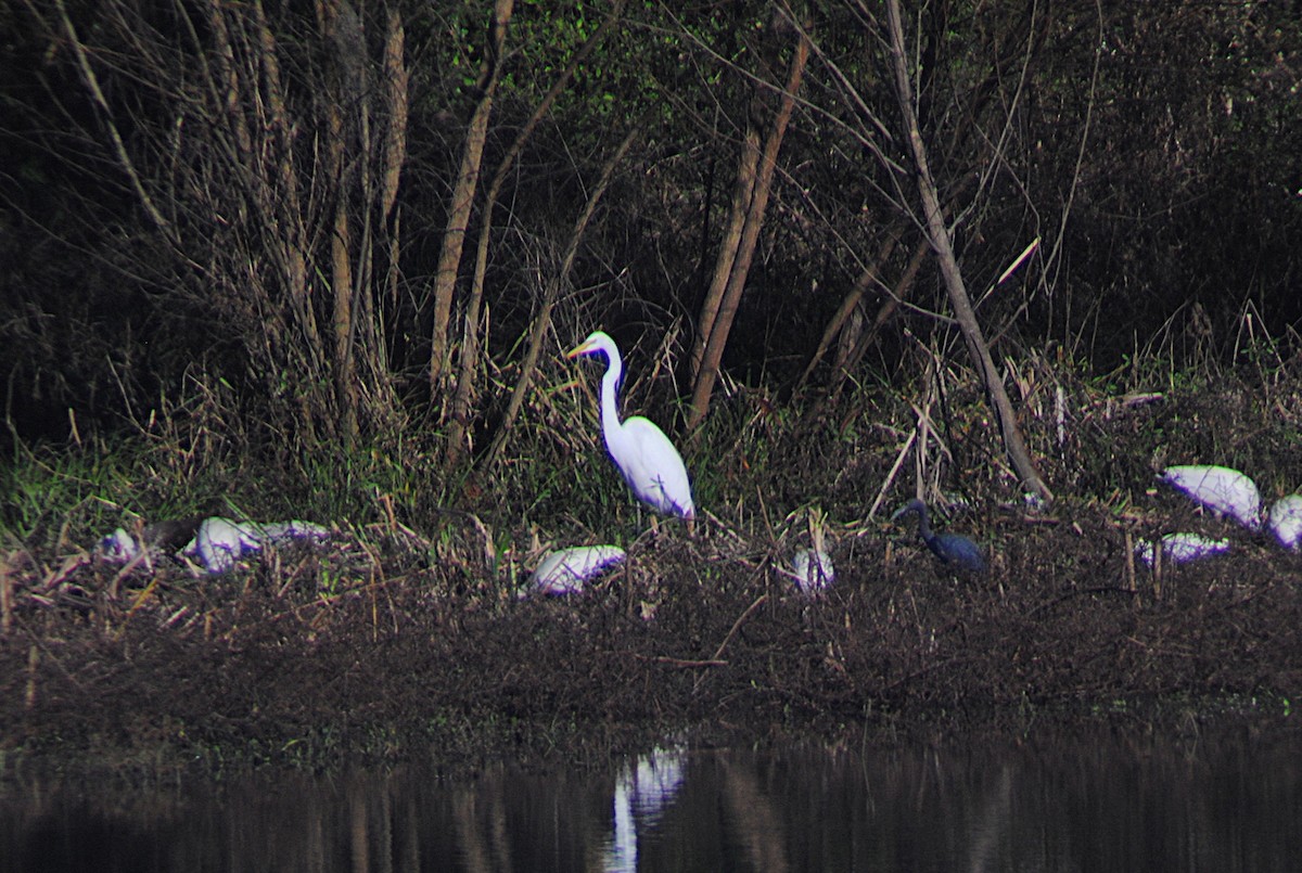 Little Blue Heron - ML646814354