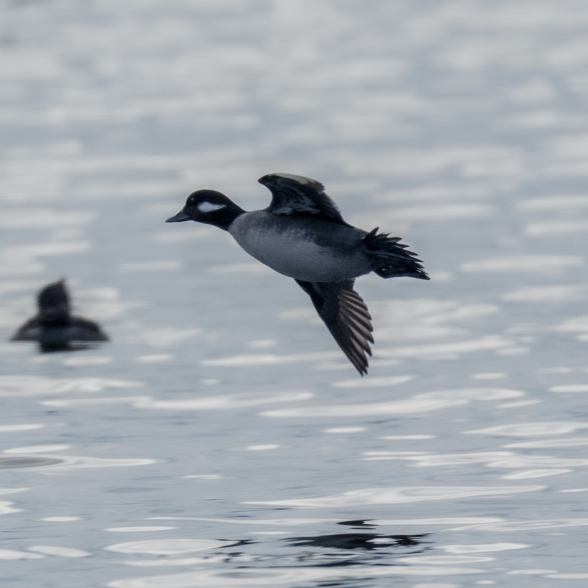 Bufflehead - ML646814355