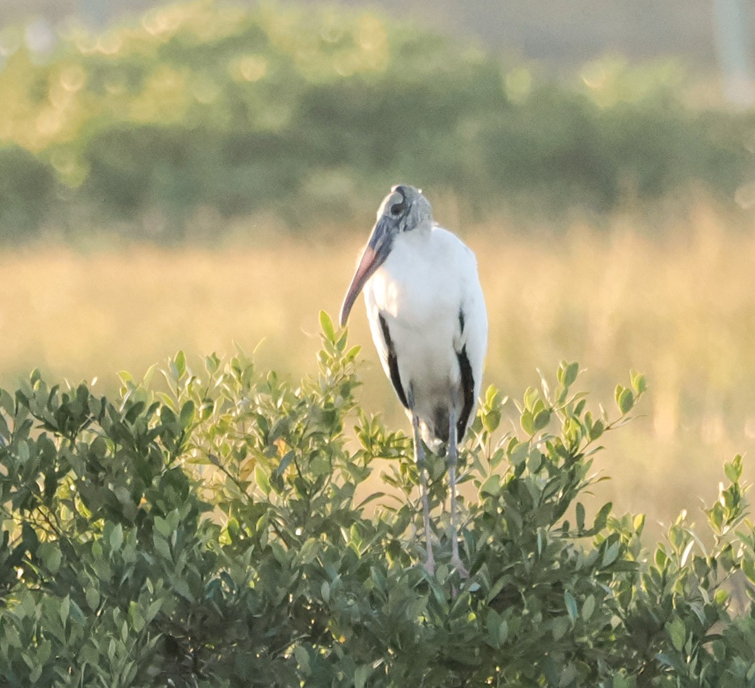 Tantale d'Amérique - ML646814356