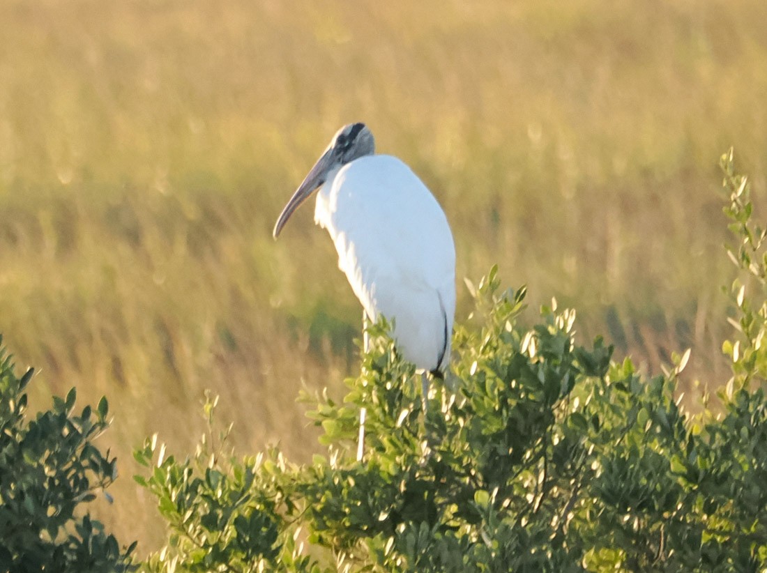 Tantale d'Amérique - ML646814357