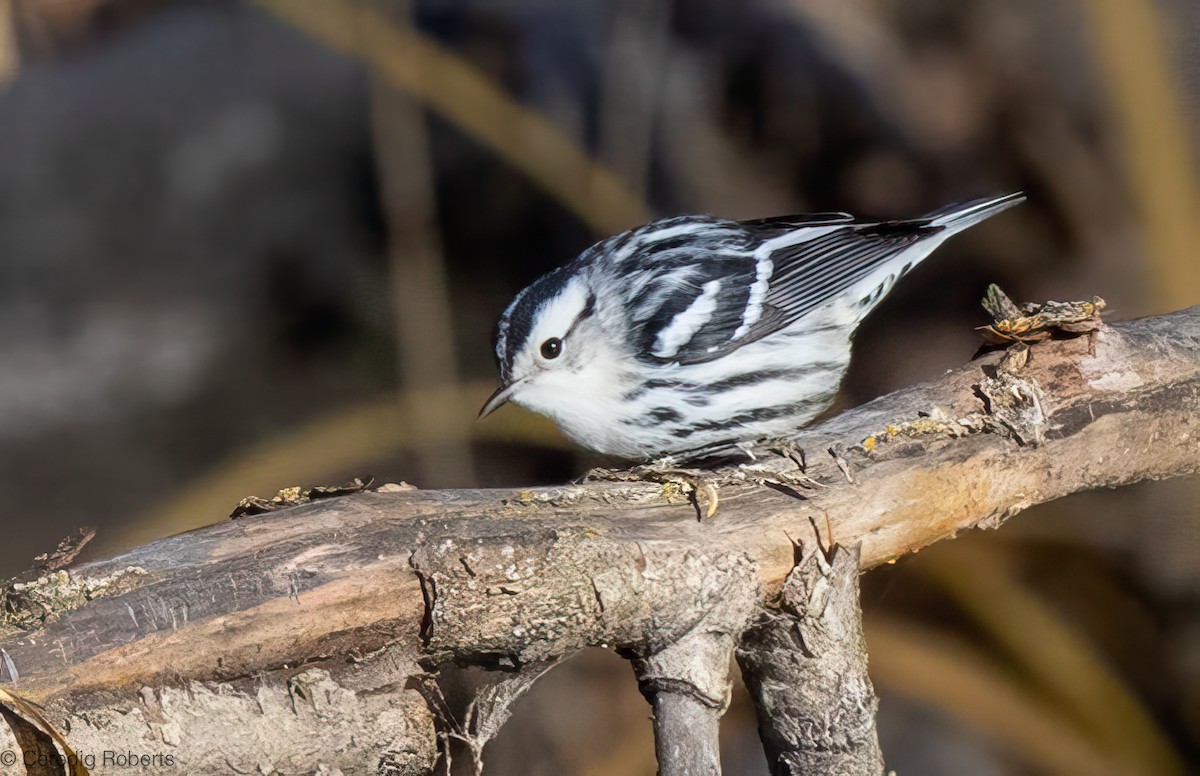 Reinita Trepadora - ML646814359