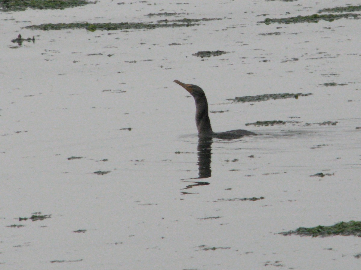 Cormorán Orejudo - ML646814360