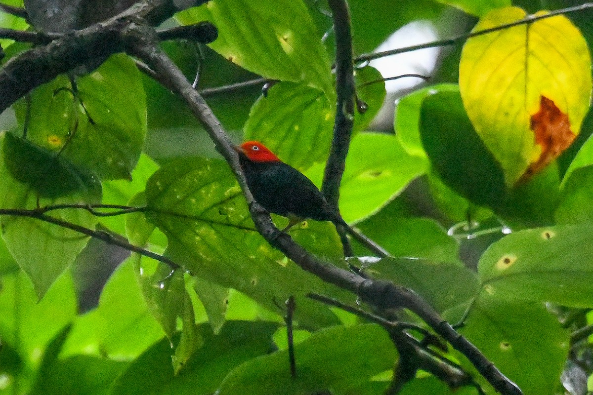 Желтоусая пипра - ML646814361