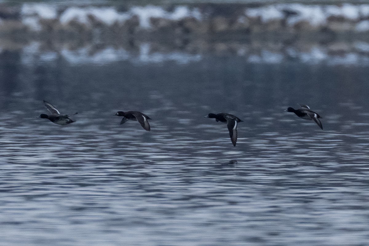 Lesser Scaup - ML646814362