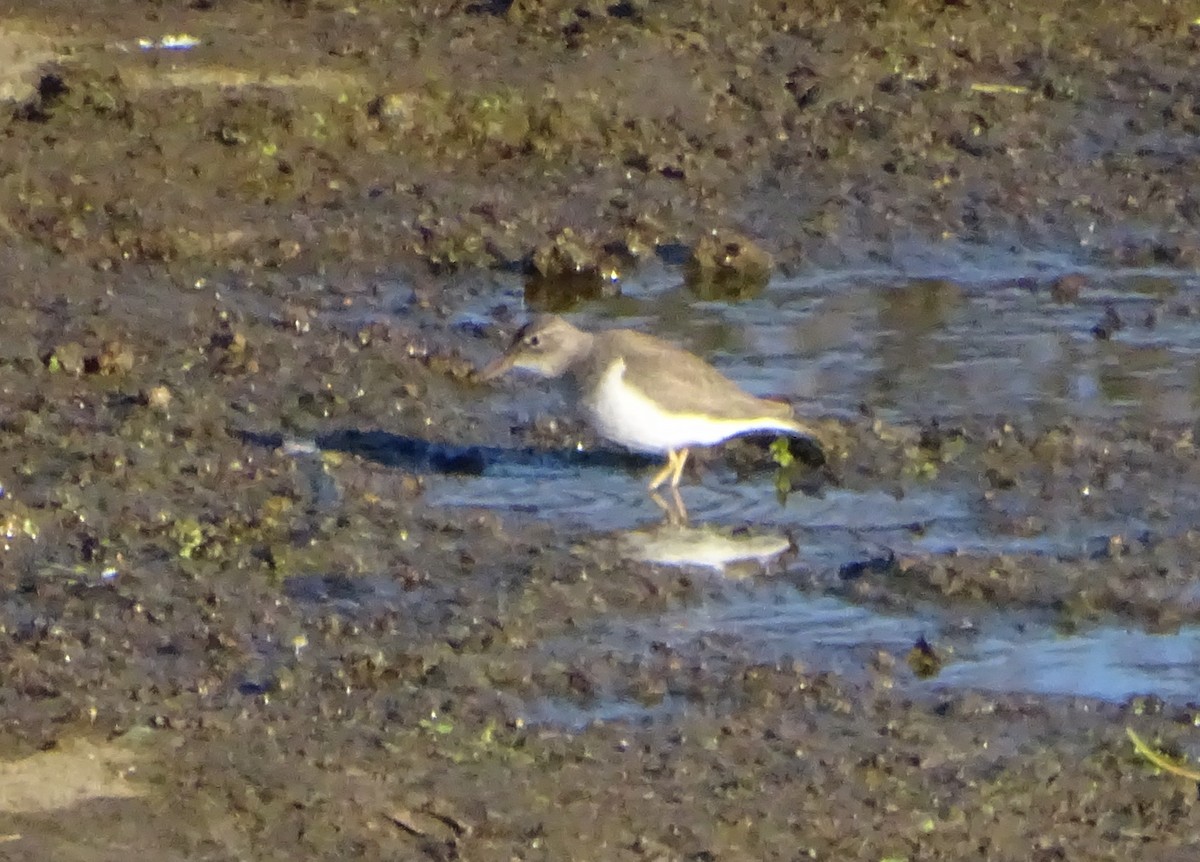 pisík americký - ML646814363