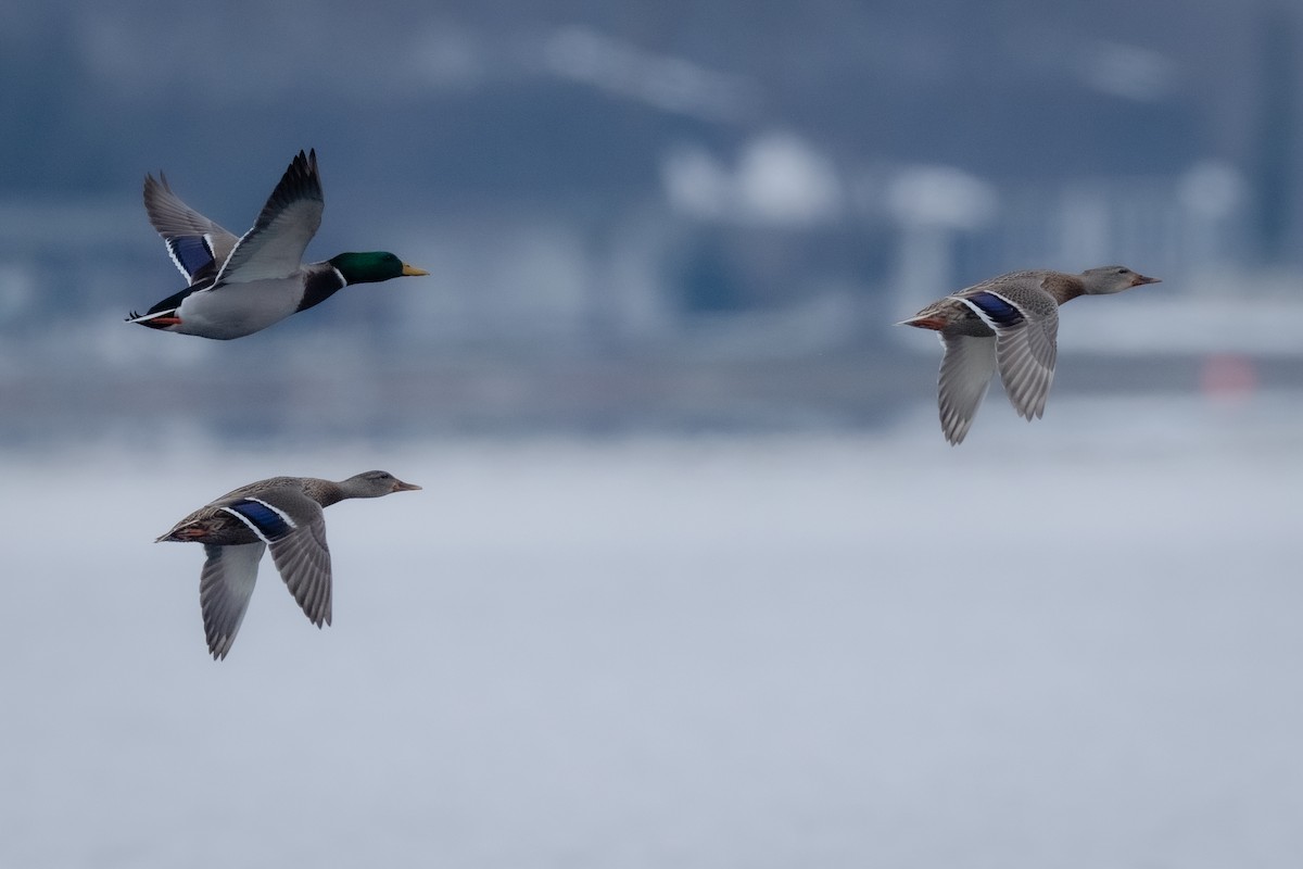 Mallard - ML646814366