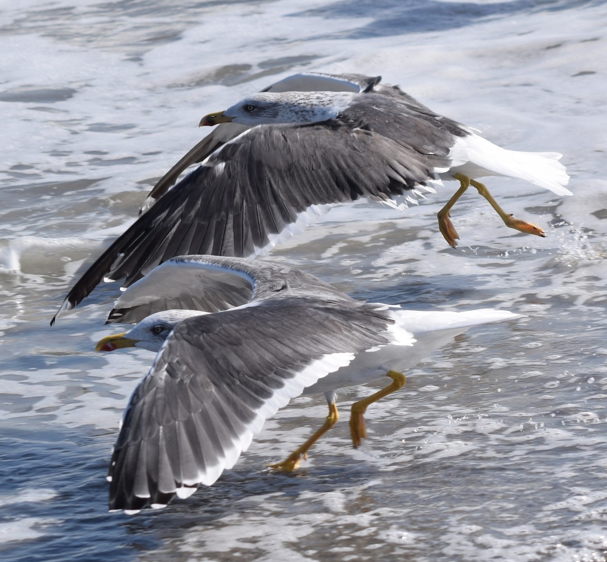 Мартин чорнокрилий - ML646814367