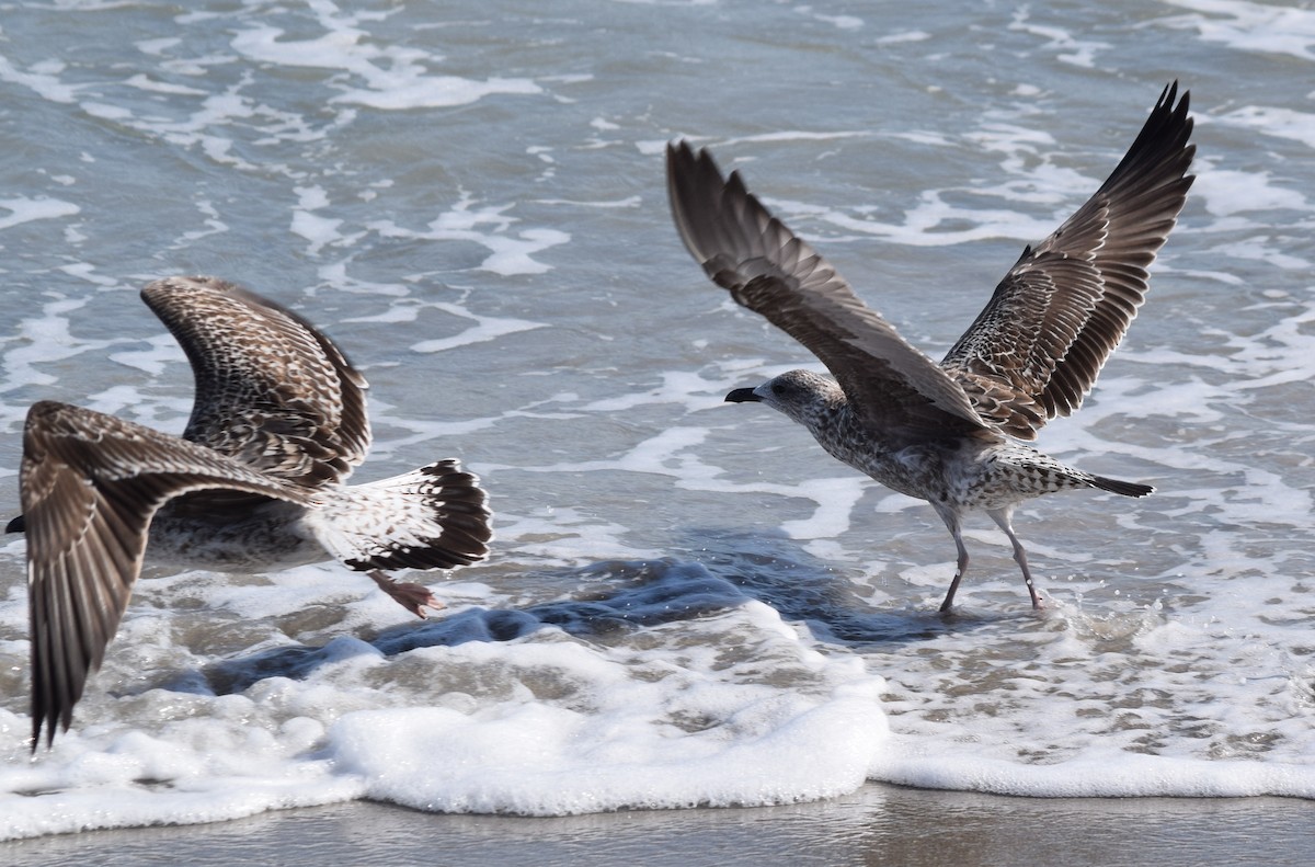 Мартин чорнокрилий - ML646814368