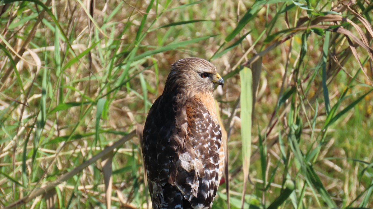 Red-shouldered Hawk - ML646814369