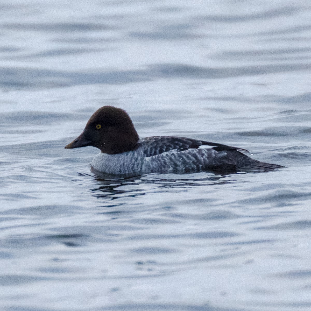 Common Goldeneye - ML646814376