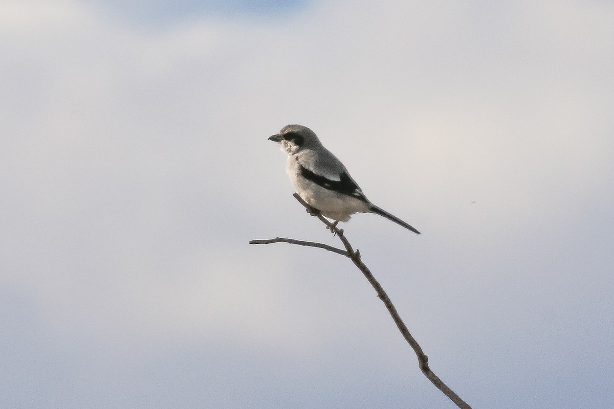 Loggerhead Shrike - ML646814377