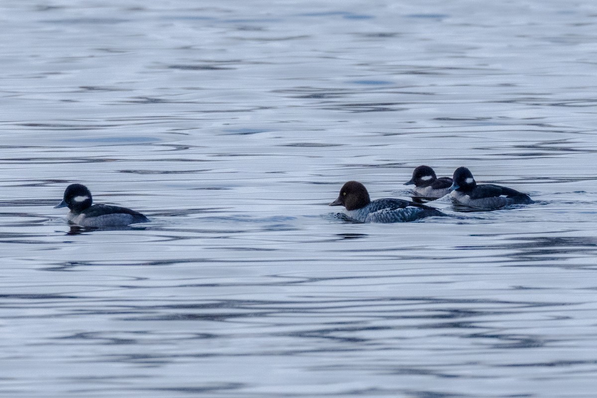 Common Goldeneye - ML646814381