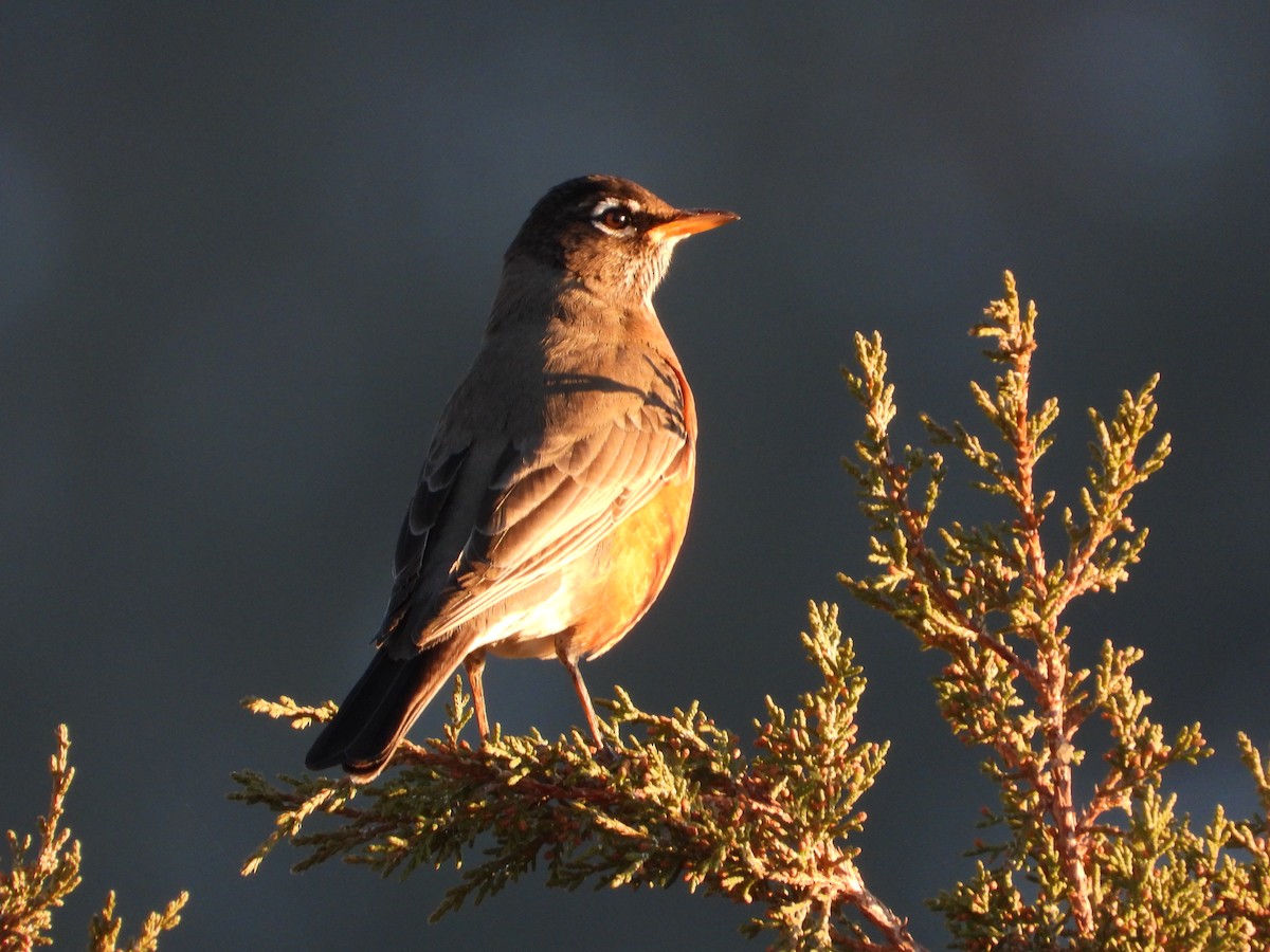 קיכלי נודד - ML646814382