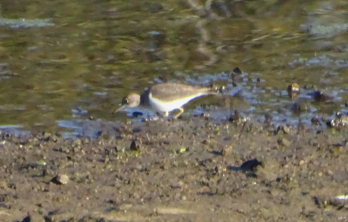 pisík americký - ML646814383