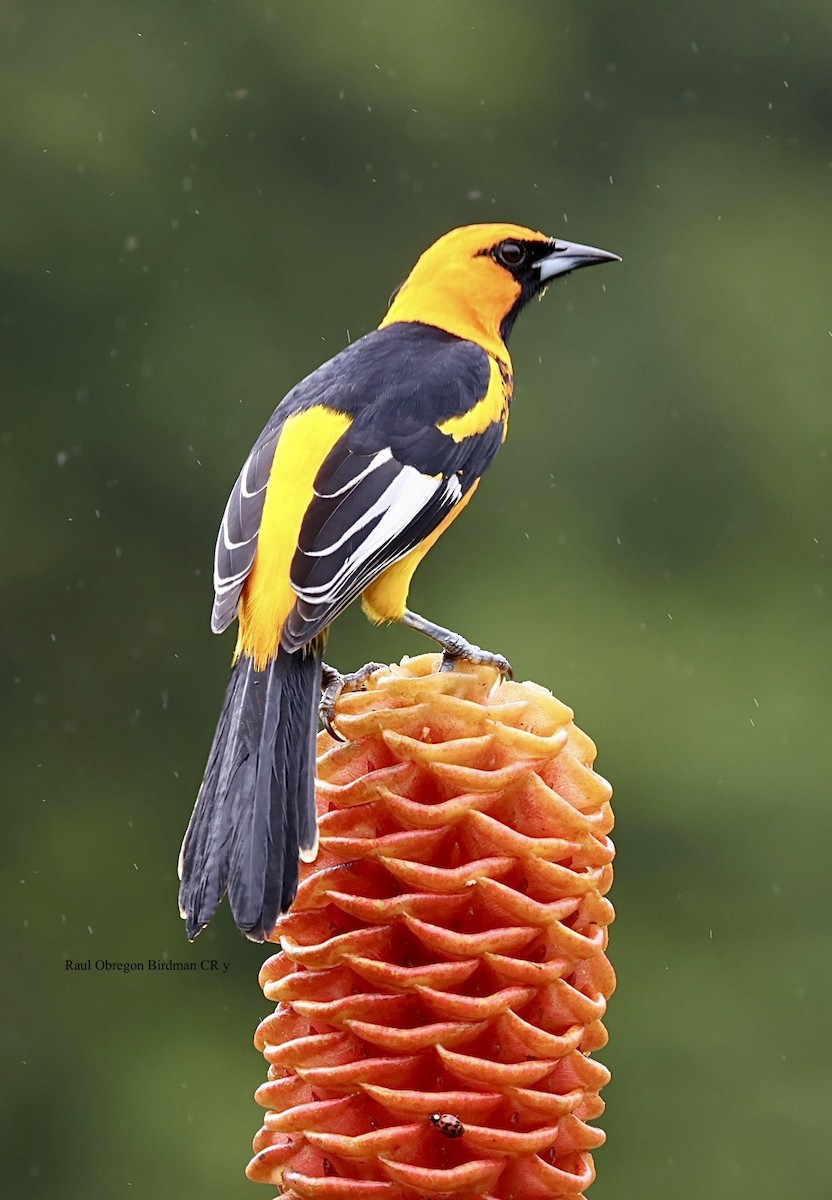 Spot-breasted Oriole - ML646814386