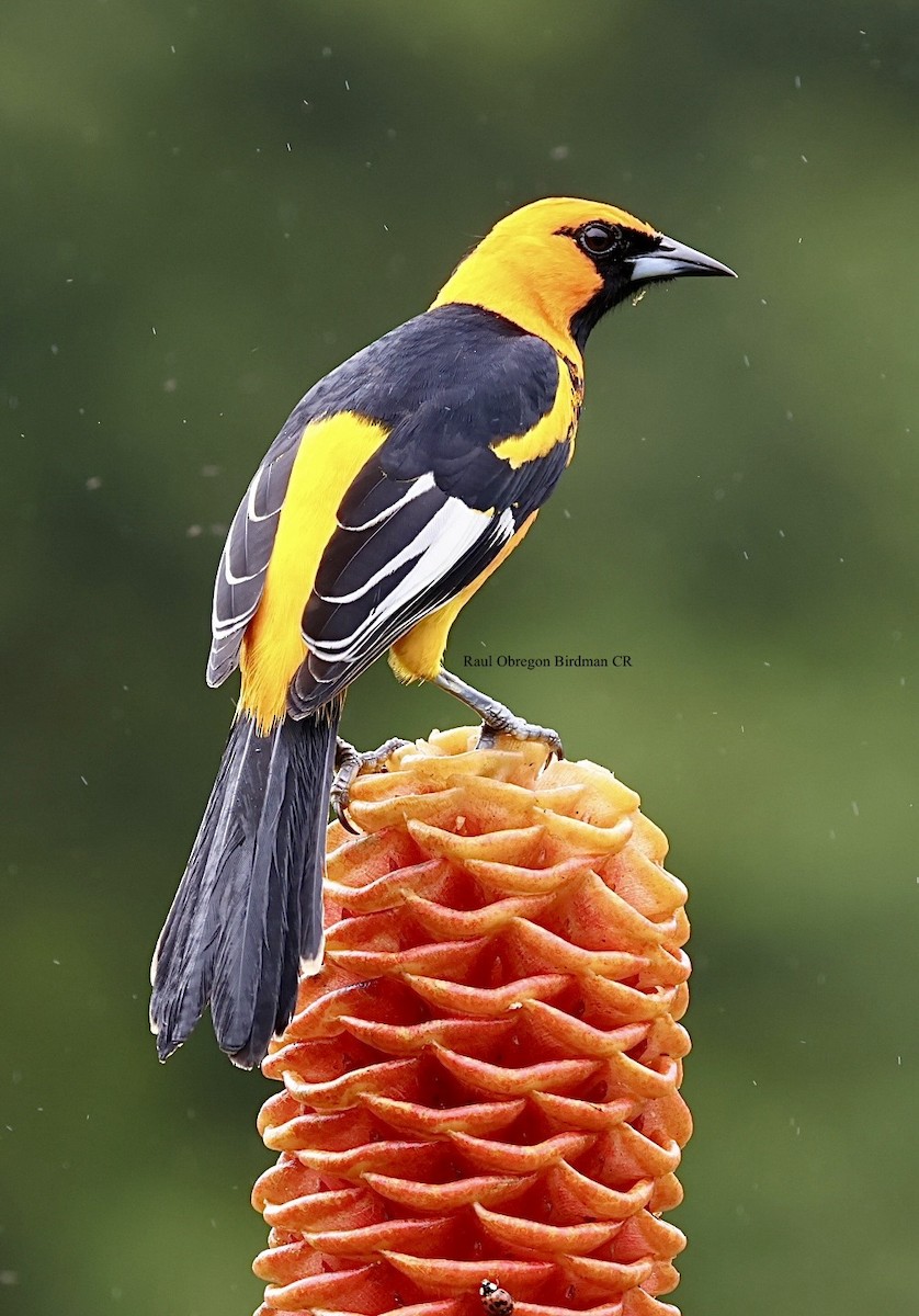 Spot-breasted Oriole - ML646814387