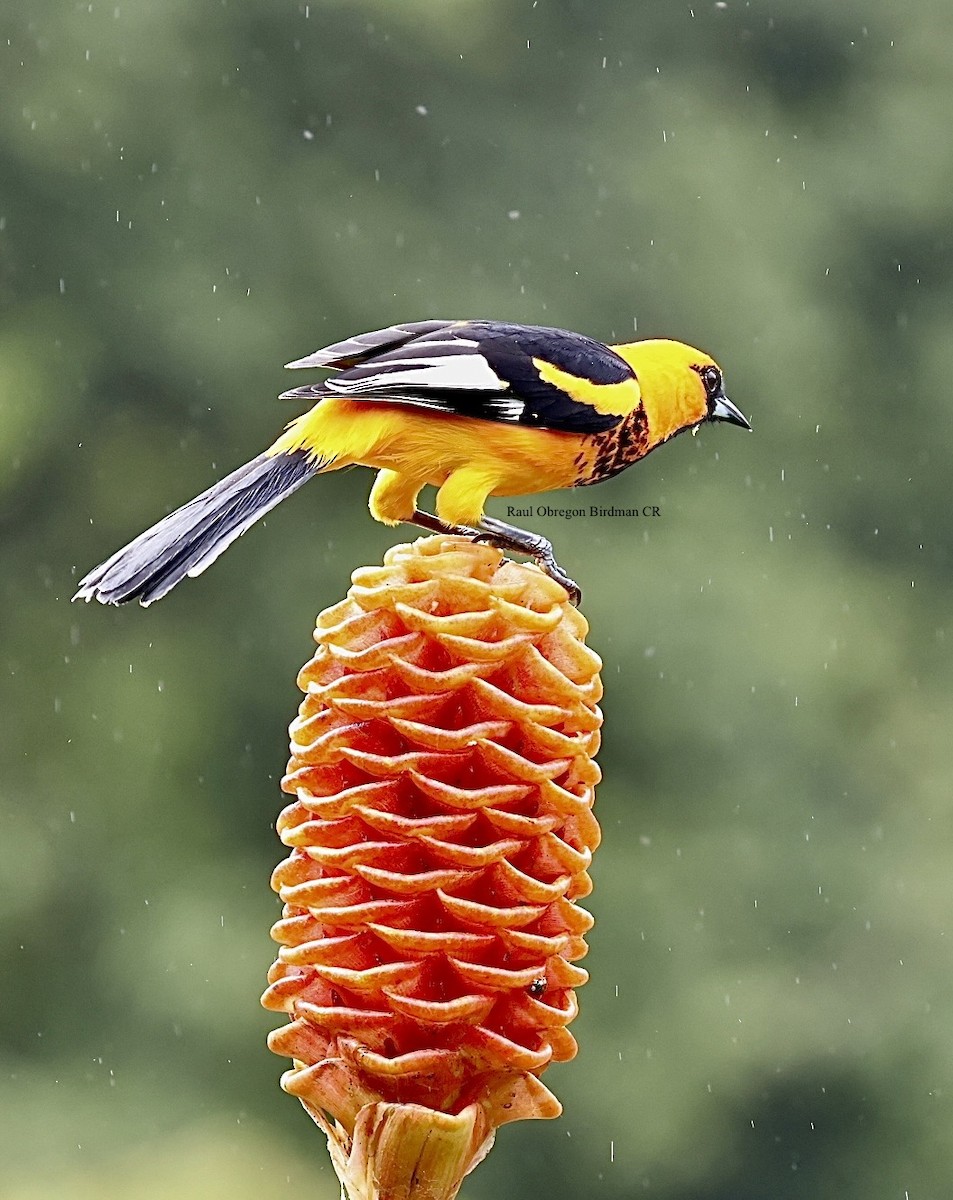 Spot-breasted Oriole - ML646814388