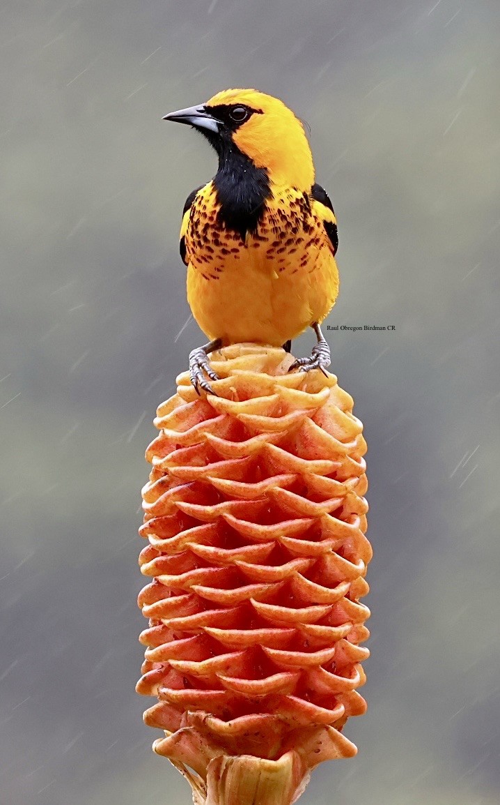Spot-breasted Oriole - ML646814389