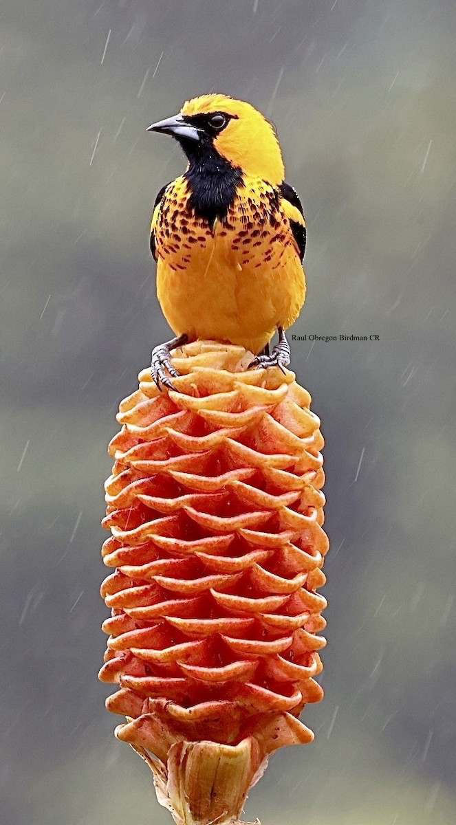 Spot-breasted Oriole - ML646814390