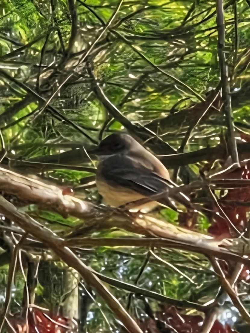 tyranovec domácí - ML646814391