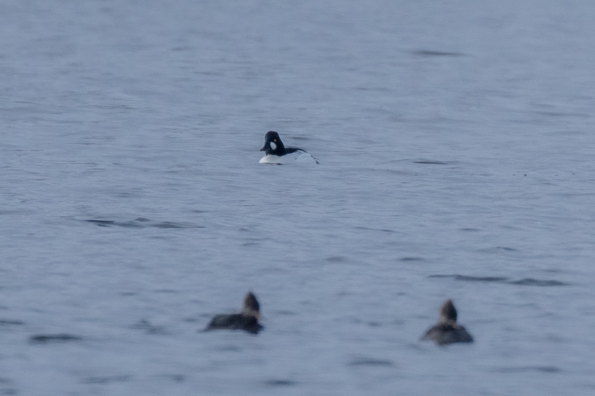 Common Goldeneye - ML646814393