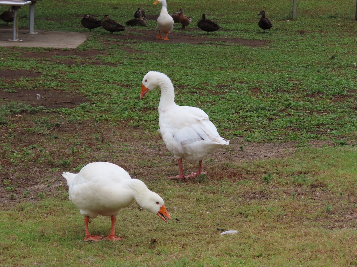 マガン属（家畜） - ML646814394