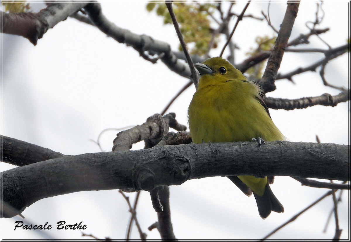 Kara Kanatlı Piranga - ML646814395