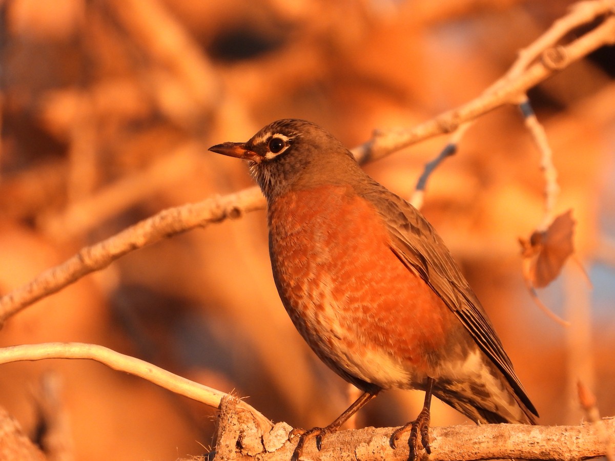 קיכלי נודד - ML646814396