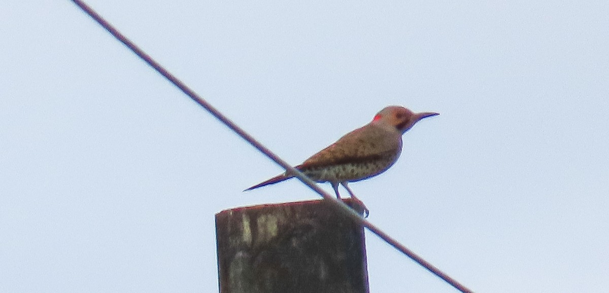 Northern Flicker - ML646814401