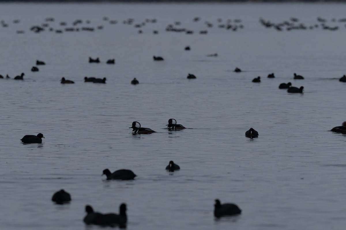 Hooded Merganser - ML646814402