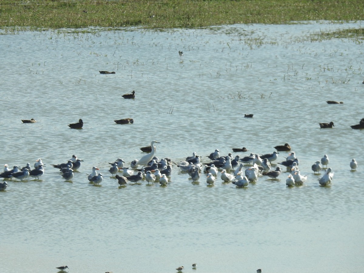 Snowy Egret - ML646814403