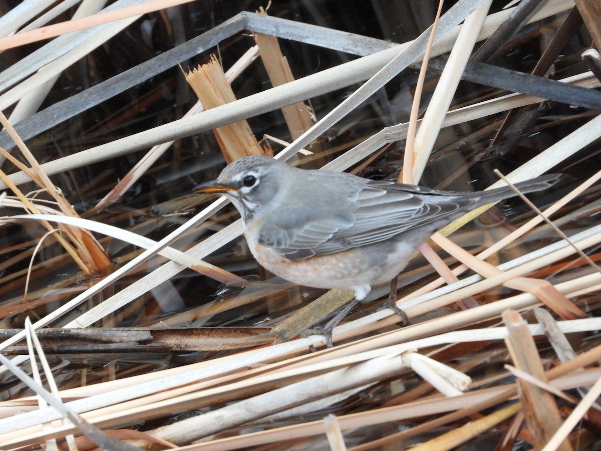 קיכלי נודד - ML646814404
