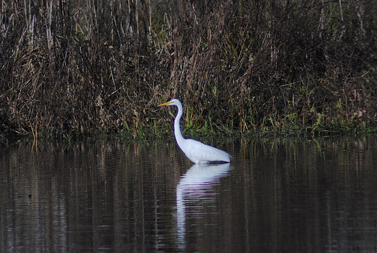 Great Egret - ML646814405