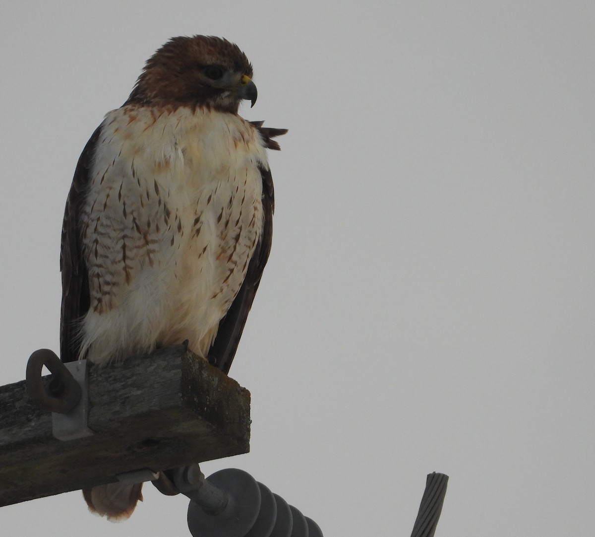 Red-tailed Hawk - ML646814406